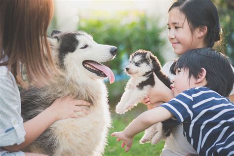 養狗的人